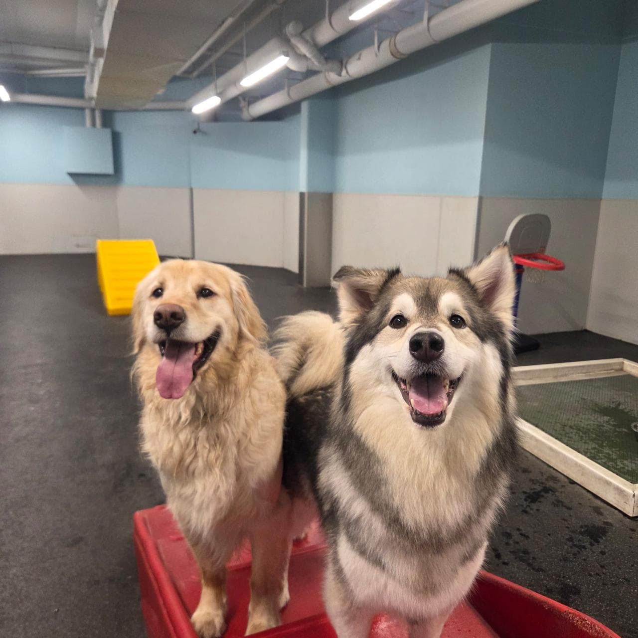 Dogs playing off-leash in a supervised playroom at The Modern Dog dog daycare in Kitchener