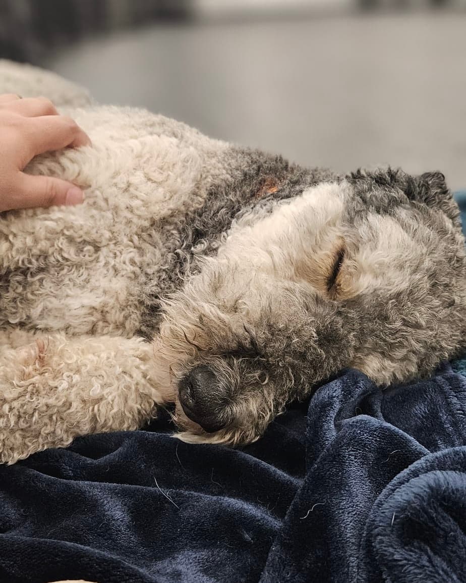 Dog resting on an orthopedic cot during an overnight boarding stay at The Modern Dog Kitchener