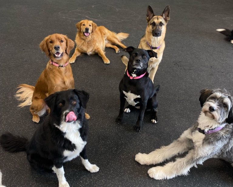 Dogs sitting during a training exercise in a dog daycare playroom